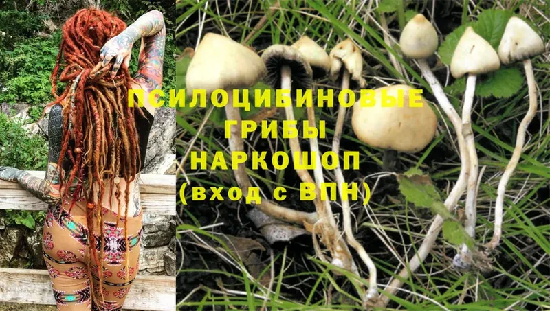 Псилоцибиновые грибы Magic Shrooms  Волгореченск 